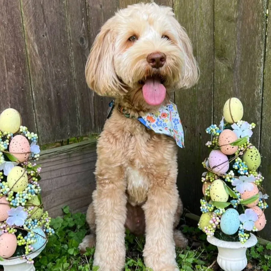 Spring and Easter Dog Bandana